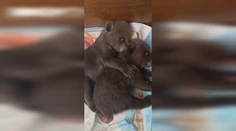 VIDEO: Dobré správy z bojnickej ZOO. Medvedie siroty robia pokroky