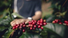 Zo zatracovaného nápoja sa stal spojenec proti chorobám. Vedci zistili, že môže pridať dva roky života