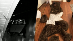 Kuriózny pokus o poistný podvod. Muž sa prezliekol za medveďa a zničil luxusné auto