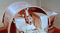 Stres a vysoká teplota. Lajka pred 60 rokmi zomrela krutou smrťou