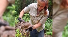 V Austrálii objavili gigantickú ropuchu. Zrejme ide o najväčšieho jedinca svojho druhu na svete