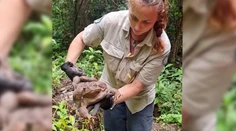 V Austrálii objavili gigantickú ropuchu. Zrejme ide o najväčšieho jedinca svojho druhu na svete