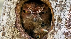 FOTO: Súťaž Comedy Wildlife pozná finalistov. Toto sú najzábavnejšie fotografie z ríše zvierat