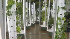 Farma bez hliny. V Prešove pestujú zeleninu aj v zime a minú o 95 percent menej vody