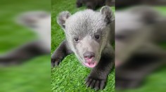 VIDEO: Nový míľnik pre medvieďatá v bojnickej zoo. Zariadenie tiež reaguje na žiadosti vidieť ich