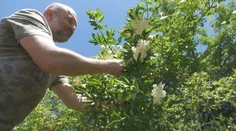 Sezóna zberu bazy na sirup je v plnom prúde. Tu sú užitočné rady, na čo si treba dať pozor