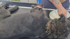 Červy mu vychádzali z úst aj očí. Týraný labrador pri Leviciach vydesil aj ostrieľaných ochranárov