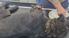 Červy mu vychádzali z úst aj očí. Týraný labrador pri Leviciach vydesil aj ostrieľaných ochranárov