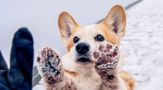 Starostlivosť o psie labky v zime: Ochráňte ich pred popáleninami, prasklinami a vysušením