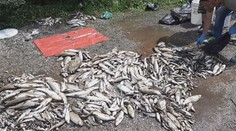 Rybári na Horehroní zažili najsmutnejší víkend. Z katastrofy obviňujú vodnú elektráreň