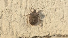 Smradľaví neželaní nájomníci jesene sú opäť na scéne. Hmyz si vo veľkom hľadá teplý azyl na zimu