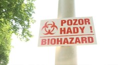 Kuriózna príhoda s vretenicou: Uštipla muža a schovávala sa mu v nohaviciach