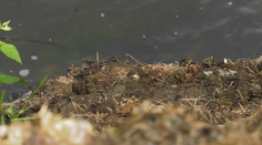 Odpudivá skládka pri Žiari nad Hronom: V okolí rieky je kopa zvieracích výkalov