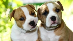 Po brutálnom útoku psa zomrela žena. Montreal tak zakázal chov pitbullov
