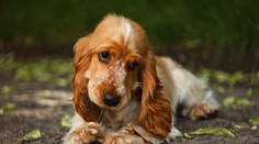 Predĺžený víkend nebude ideálny. Kedy bude najkrajšie?