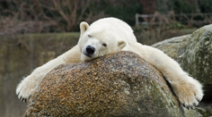 V berlínskej zoo uhynul najstarší ľadový medveď v Európe