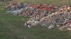 Na obecnom pozemku uhynuli ovce. Dva mesiace tam ležia v rozklade