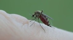 Namiesto chémie búdky a biotabletky: Ekologický boj proti komárom rozdelil obyvateľov