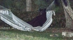 Najpohodlnejší medveď na svete: Ustlal si v hojdacej sieti