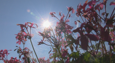 Slovensko zažíva vlnu depresívneho počasia. Môžeme sa ešte tešiť na babie leto?