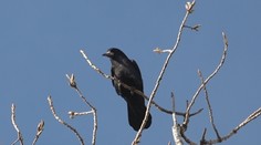 Žijú v hluku a špine. Obyvatelia Nových Zámkov sú obkľúčení havranmi