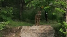 V Tatranskej Polianke buďte opatrní. Ľudia sa tam stretli s vlkom