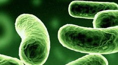 V Portugalsku vypukla pľúcna epidémia, zomrelo už sedem ľudí