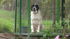 Chcel pomôcť susedovi s hydinou, no takmer prišiel o život