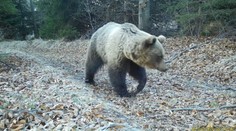 V Demänovskej doline usmrtili medveďa. Už si s ním nevedeli inak poradiť