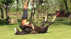 Kôň cvičí jógu. Neuveríte, aké kúsky dokáže s trénerom