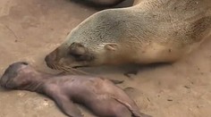 Nielen ľudia dokážu prejaviť emócie. Uškatec plakal nad stratou mláďaťa