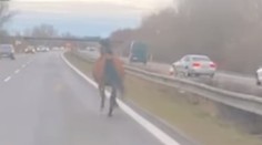 Bratislavskí policajti riešili kurióznu situáciu. Vystresovaný kôň sa túlal diaľnicou
