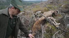 Vlčie svorky útočia na zdravé jelene. Pozrite si zábery z hostiny v tatranskej divočine