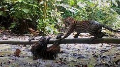 VIDEO: Nečakaný záver nerovného súboja. Leňochod sa ubránil ocelotovi, ktorý ho chcel uloviť