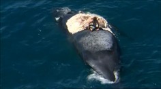 Austrálsky mladík sa plavil na mŕtvej veľrybe. Riskoval pritom život!