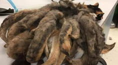 Miesto srsti mala dredy. Zanedbanú mačku teraz nespoznáte