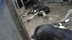 Poliaci zabíjali aj choré kravy. Mäso vyvážali do zahraničia