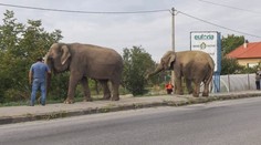 Exotika v Šali: Vedľa frekventovanej cesty sa pásli dve slonice