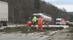Cestári mali čo robiť. Frekventovaný hraničný priechod zablokoval obrovský smrek