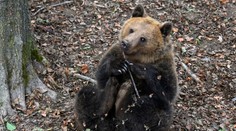 Ľuďom na Podpoľaní dochádza trpezlivosť. Chcú, aby štát požiadal EÚ o výnimku na odstrel medveďov