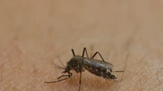 Českí vedci objavili prvú látku účinnú proti vírusu zika