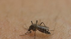 Kuba nahlásila prvý prípad nakazenia vírusom zika na území krajiny
