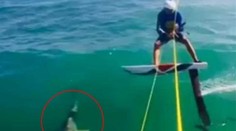 Stretnutie so žralokom, aké určite nečakal: Kitesurfista doslova vrazil do predátora