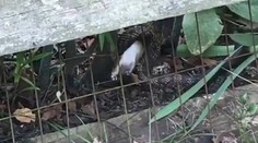 VIDEO: Had zaútočil na králika. Jeho matka mu to nedarovala