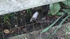 VIDEO: Had zaútočil na králika. Jeho matka mu to nedarovala