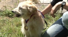 Na Zelenej vode súťažili kríženci. Hľadal sa ten najkrajší oriešok