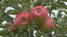 Nie sú to jahody ani broskyne. Tento druh ovocia si získal Slovákov, jedia ho celý rok