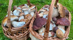 Slovensko zažíva hubársky boom. Odborník prináša ďalšie skvelé správy (+ mapa výskytu)