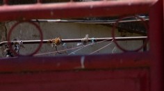 Dievčatko (†8) zomrelo pri hre na dvore. Osudným sa jej stali šnúry na bielizeň