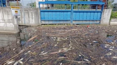 Rieka Nitra vyplavila jeden a pol tony uhynutých rýb. Špekuluje sa o otrave, problémy narobili aj horúčavy